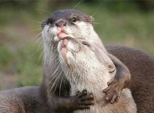 innocent's tweet image. Gentle reminder for everyone that sometimes otters like to hug other otters.