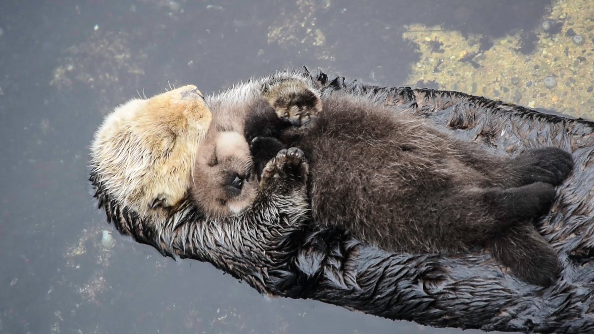 innocent's tweet image. Gentle reminder for everyone that sometimes otters like to hug other otters.