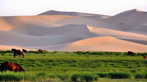 World's tweet image. Wild horses on the Mongolian steppes.