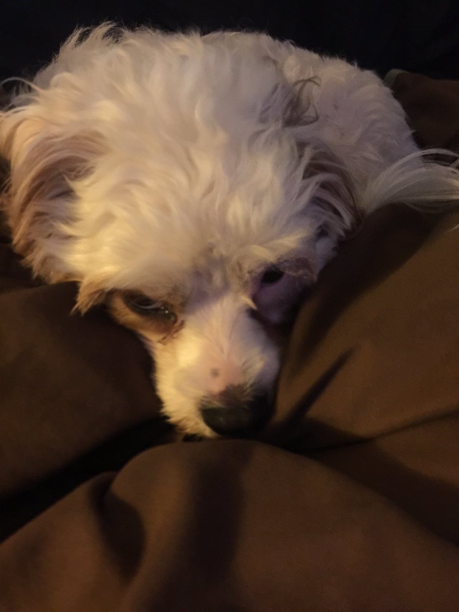 TLCnFurBabes's tweet photo. @dogsfuckyeah @hayleytwr #LucyBug #FurBaby Love her 2 pieces! She brings such joy 2 my life know matter what "wrong" may be in the world! ๐พ๐ https://t.co/xkJzdS0Hin