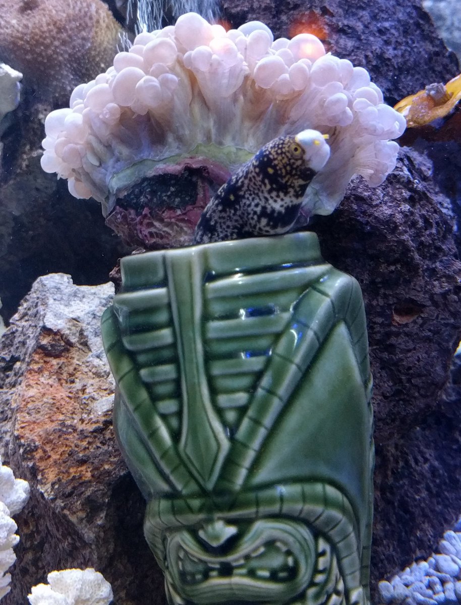 paganidolsf's tweet image. After a contentious and highly emotional election season, I think we can all use a picture of an eel in a Tiki mug.