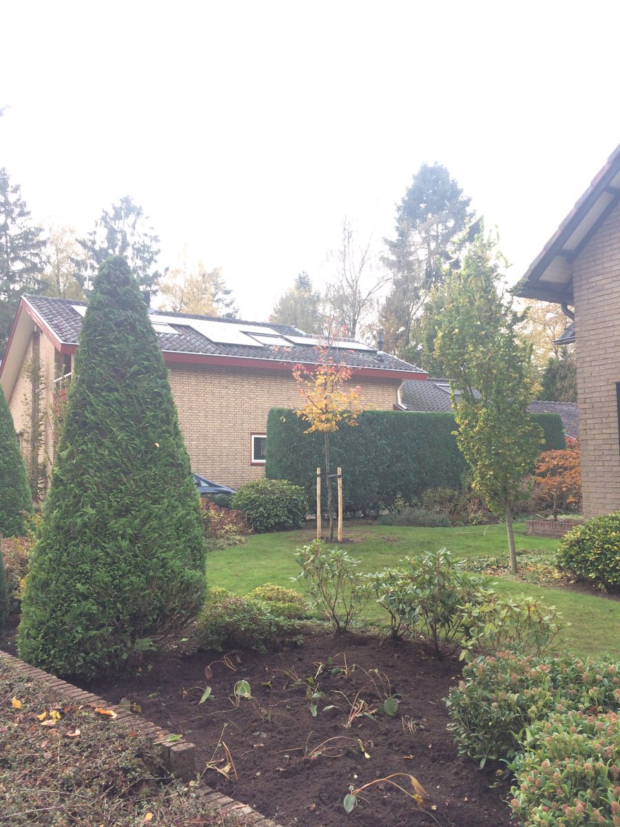 LBoomService's tweet image. Oude boom eruit... Nieuwe boom erin. Mooi dat er gelijk resultaat is.  #parrotia-persica #Ugchelen #toekomst #planten