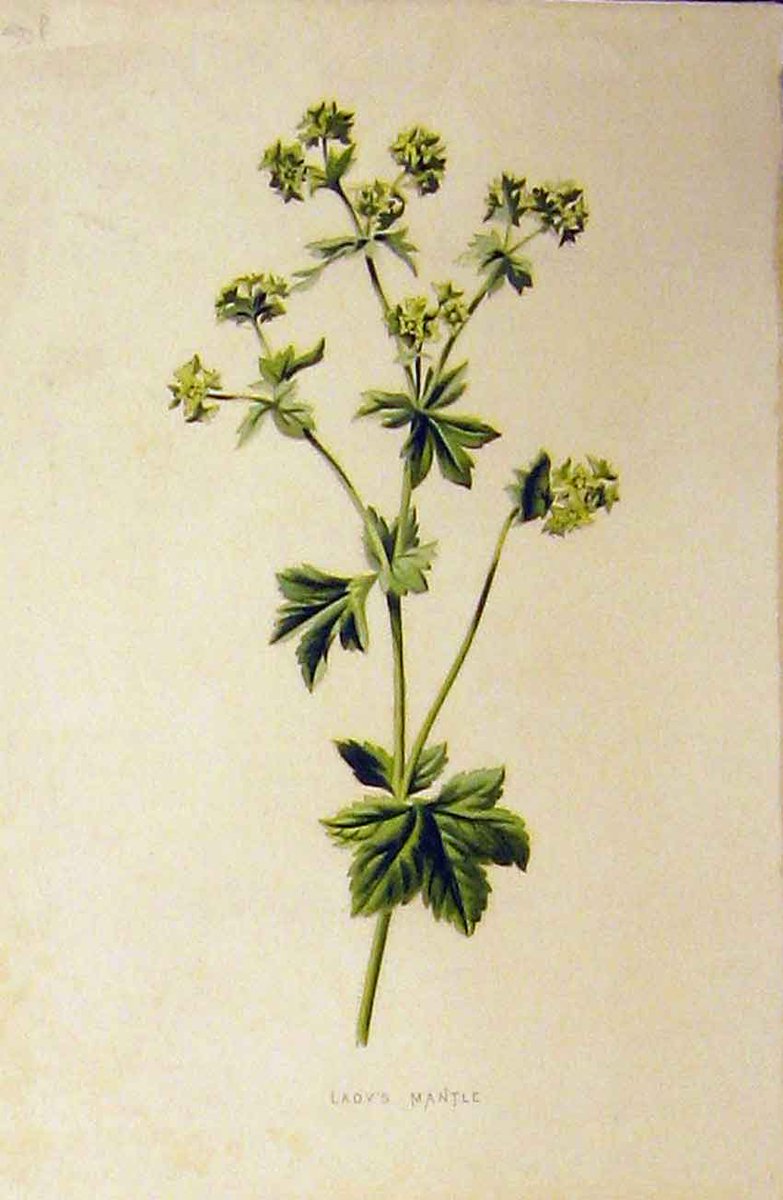 Luminescentstoo's tweet image. Lady's Mantle - Alchemilla vulgaris - One of the fine astringent #herbs used to staunch #bleeding and #haemorrhaging
etsy.com/uk/listing/477…