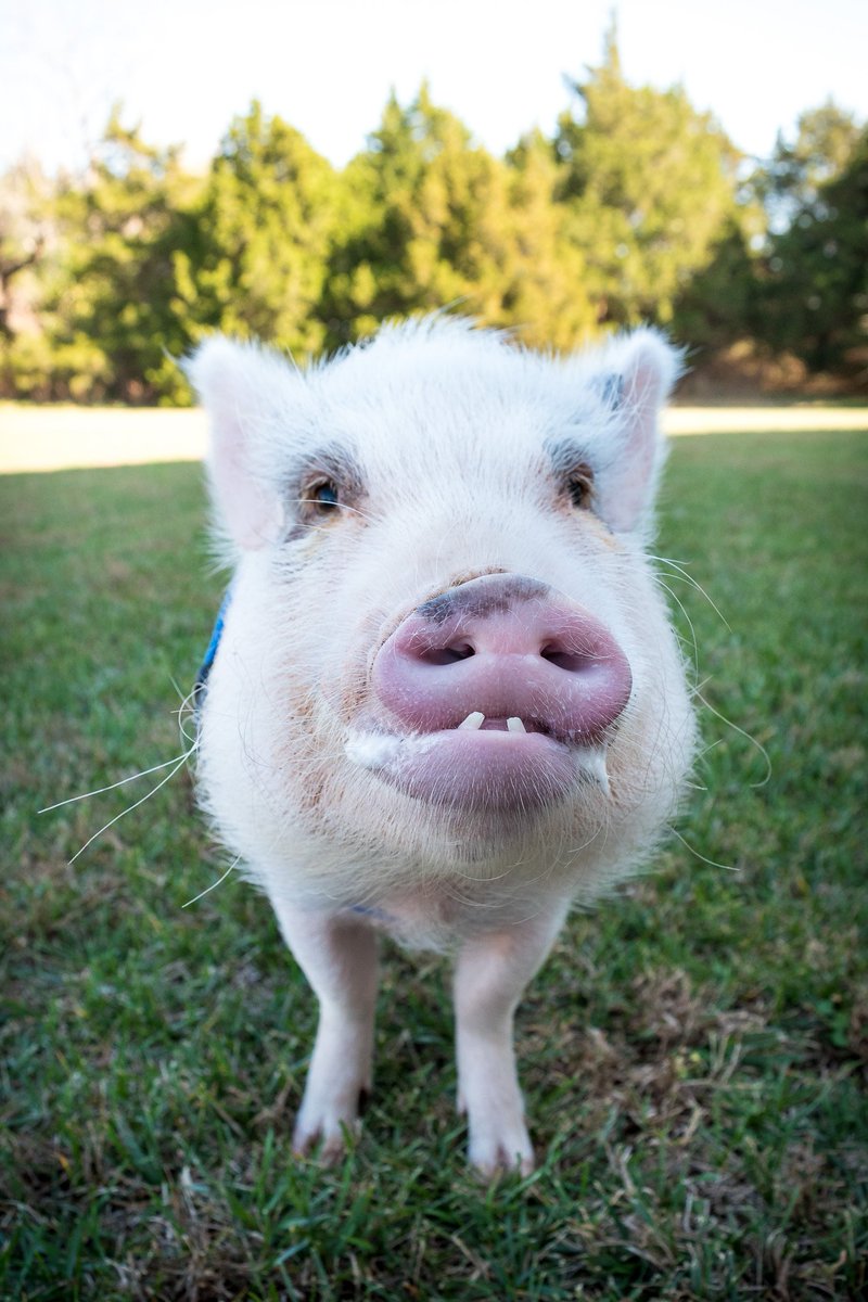 MiniPigOscar's tweet image. Mini Pig Oscar Lost His Two Front Teeth! lifewithaminipig.com/mini-pig-oscar… #babyteeth #minipig #twofrontteeth #silly #aww #cute #lovehim #pigs