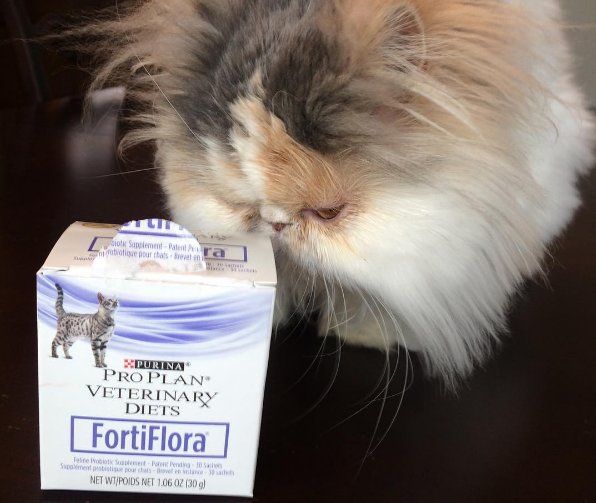 fortiflora for cats chewy