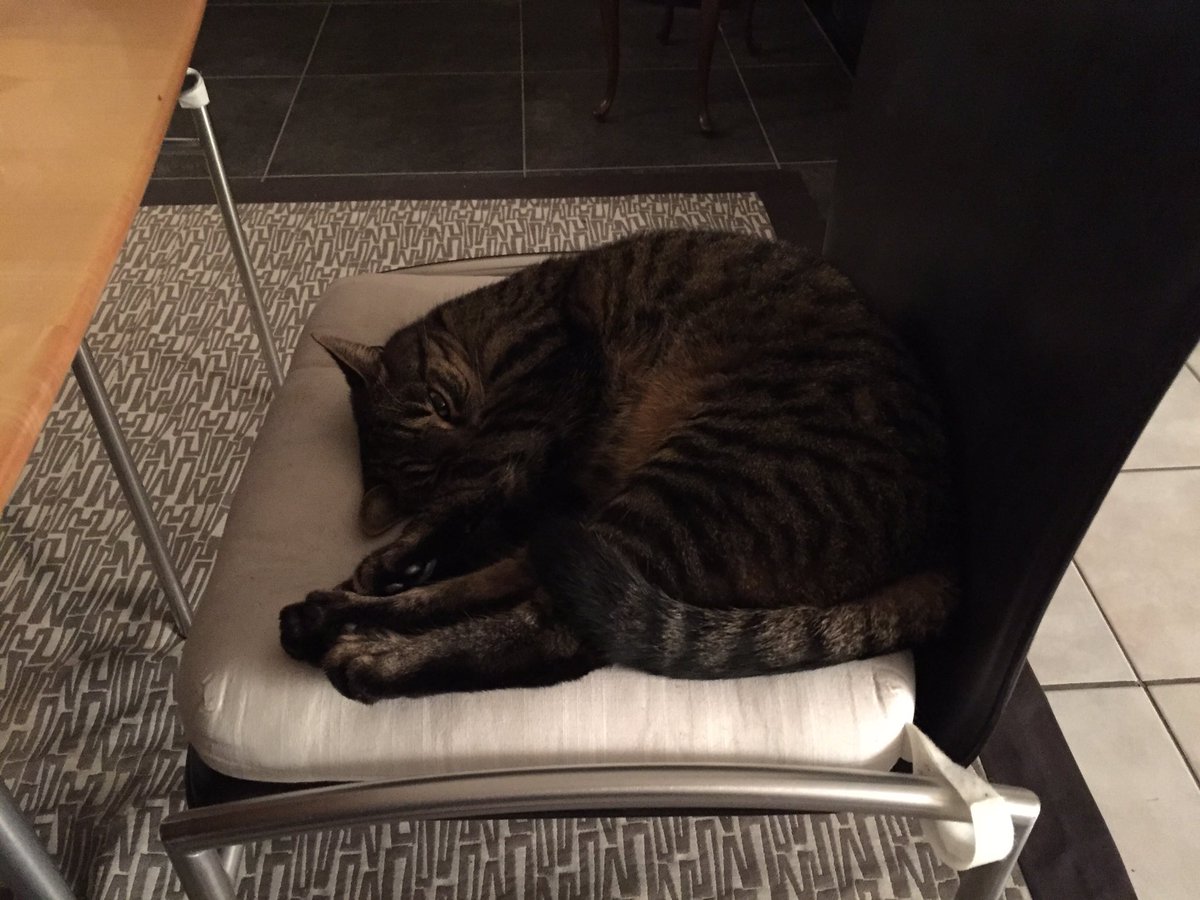 barooney's tweet photo. #catcontent nach der #spd16: Perfekter Abschluss! https://t.co/D2oggg2XVM