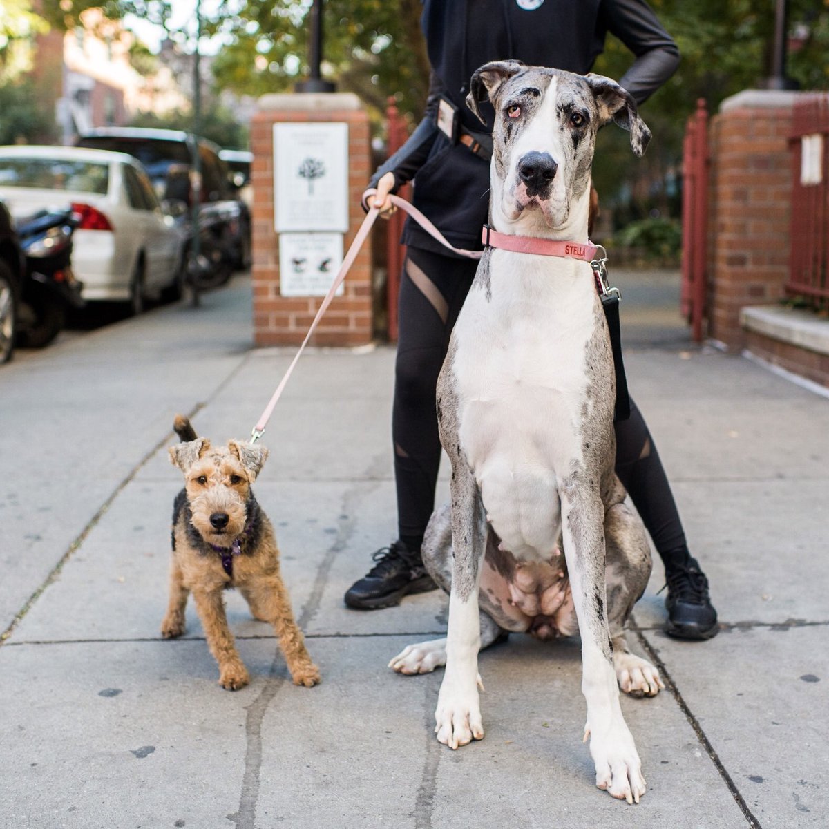 great dane friendly