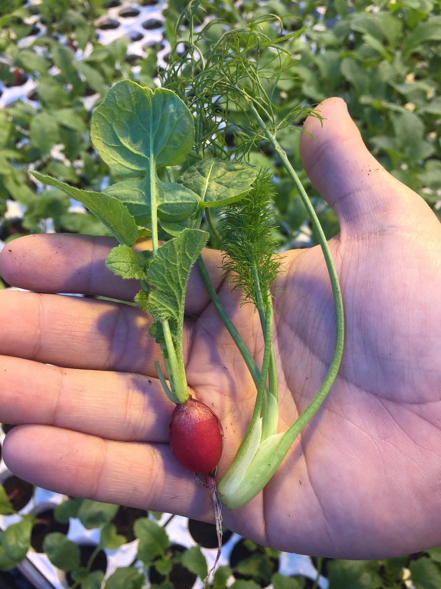 JyrkiJalkanen's tweet photo. Saisiko olla syötäviä sinivalkoisia kukkia 6.12. juhliin tai jänniä minivihanneksia? Kotimaisia tietenkin! https://t.co/W7BOjSdkIn https://t.co/FIobjtNXia