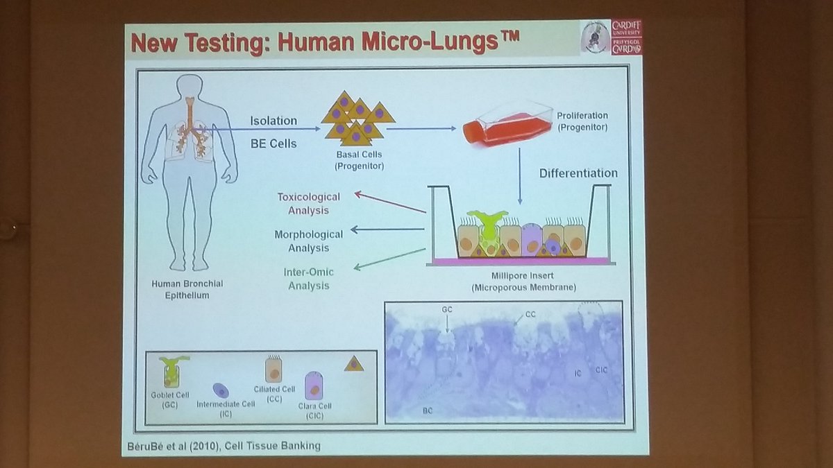 KatjaValkeapaa's tweet image. &quot;#Lungmodels derived from #HumanMedicalWasteTissues are viable alternatives to avoid using animals&quot; by #KellyBéruBé #THL #UEF #REMEDIAL #3Rs