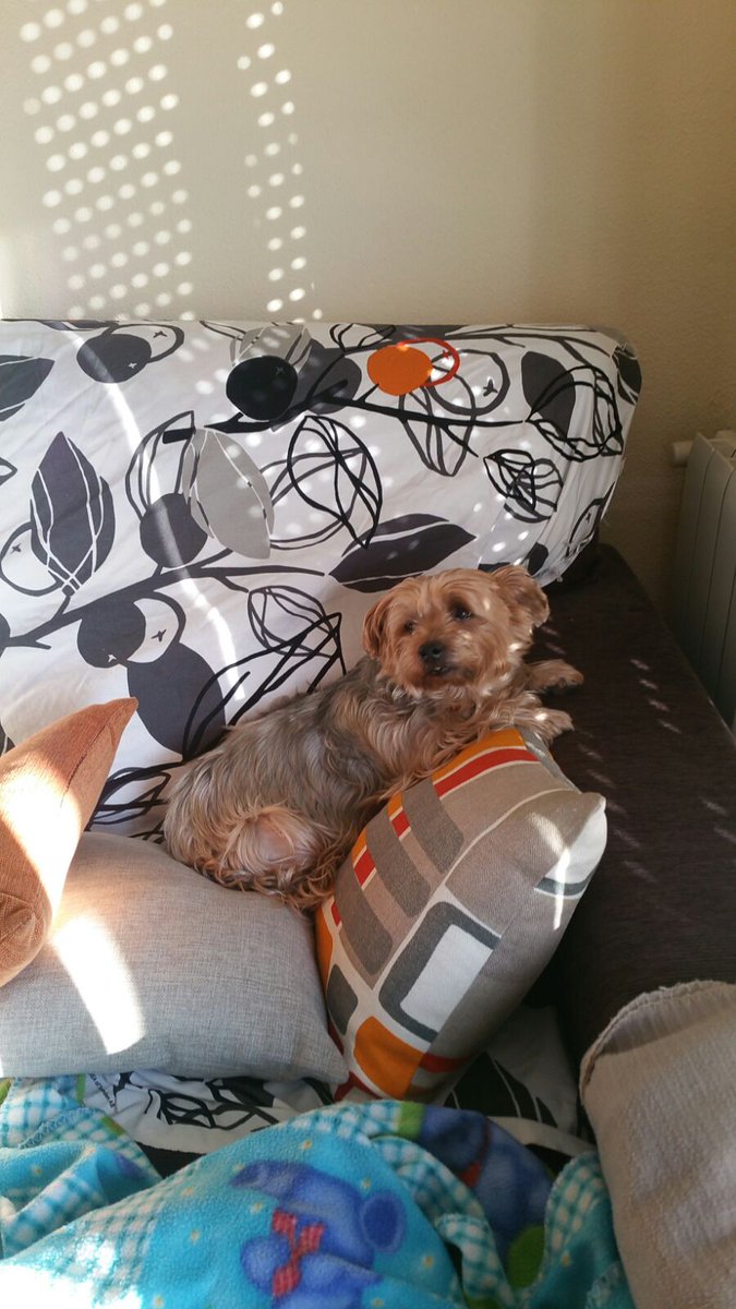 Chufrimiento perruno... <3 <a href="/CiviClub/">CiviClub</a> #TwitterForGood