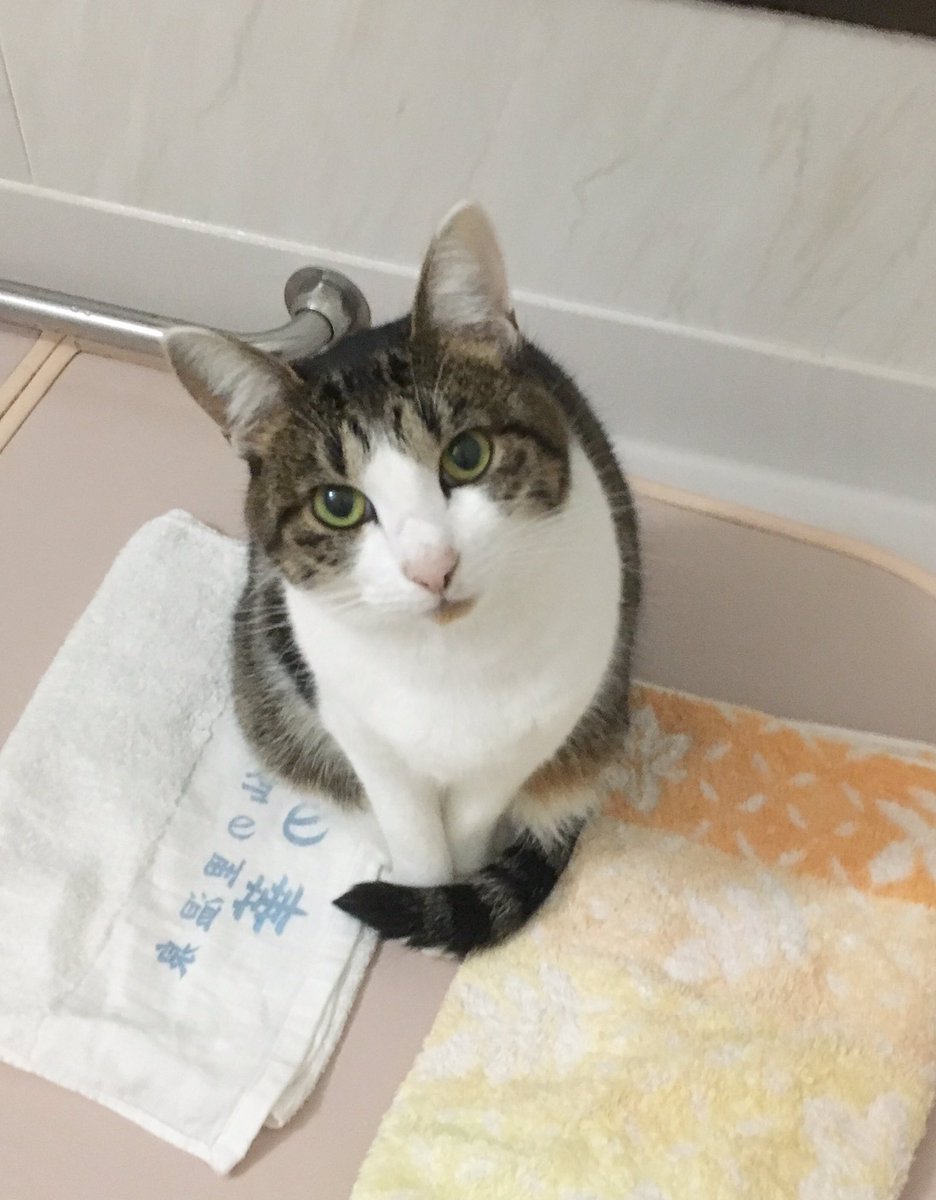 寒くなってきたニャ 猫さんたちのしっぽマフラーが発動される季節になりました Togetter 寒くなってきたニャ 猫さんたちのしっぽマフラーが発動される季節になりました Togetter