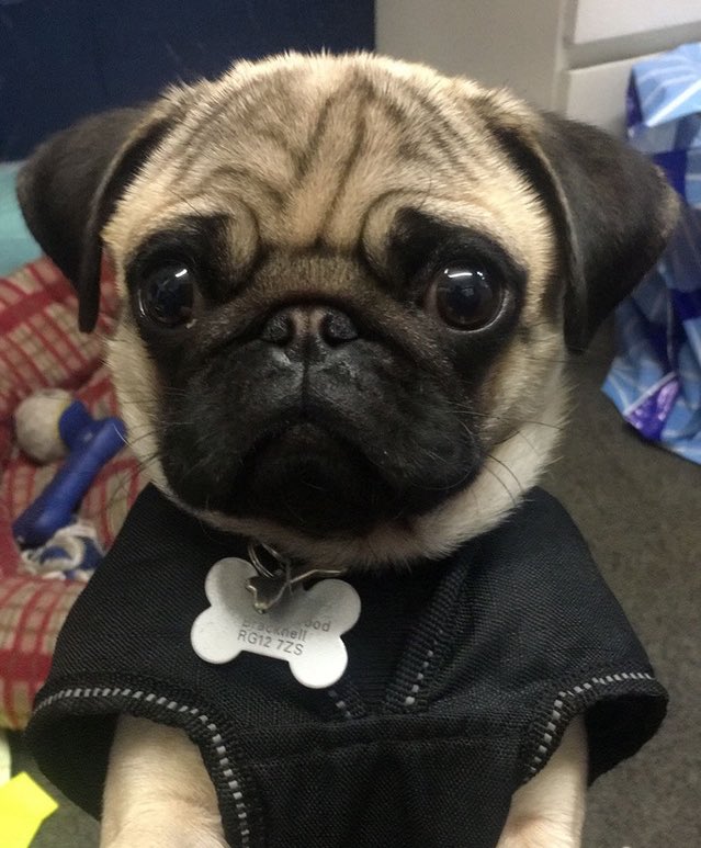 SAE_Sweetheart's tweet photo. #PugLivesMatter #TotesPresh https://t.co/dqavXnAUbG