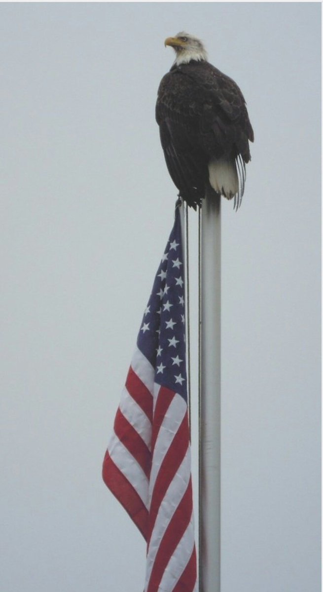 PatriotByGod tweet picture