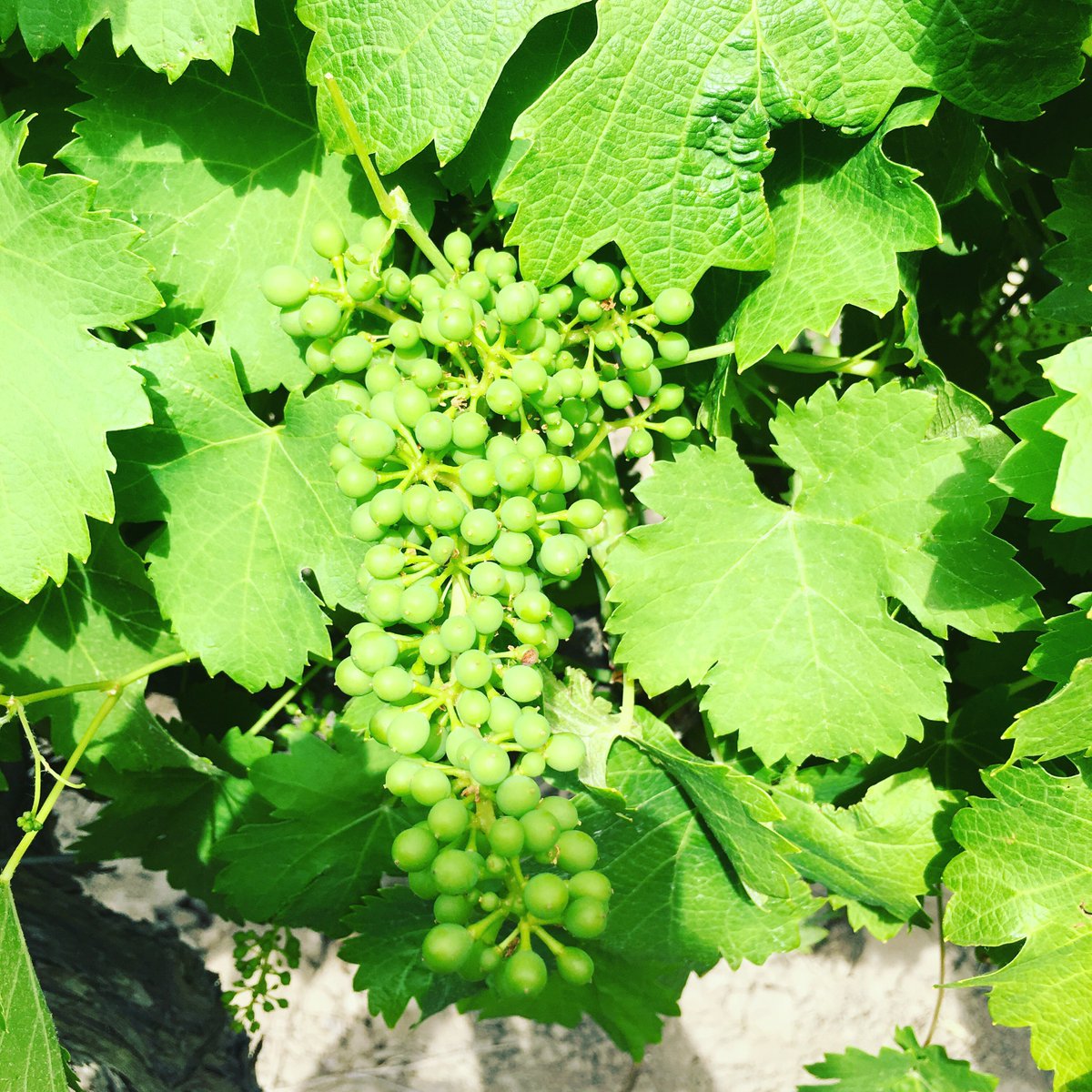 AKKERDAL's tweet photo. #winewednesday #viognier grapes awesome even set to make #goodwine #terroir #microbes #canopymanagement #goemar #unfiltered #saharvest2017 https://t.co/D6kUGsWSZV
