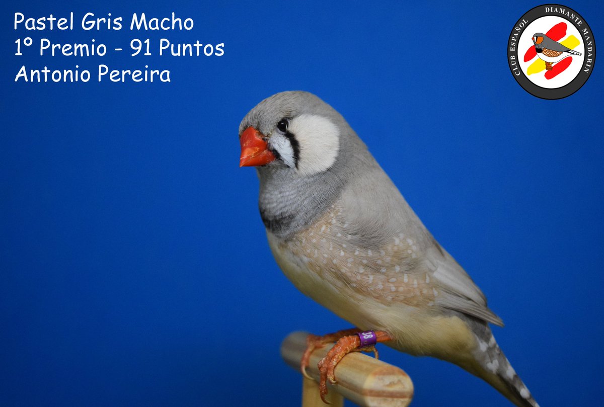 CEDMandarin's tweet photo. #zebrafinch @CEDMandarin #zebravinken #pastel #blackface #lightback #blackbreast #orangebreast #diamantemandarin https://t.co/kAw8zVhyGA