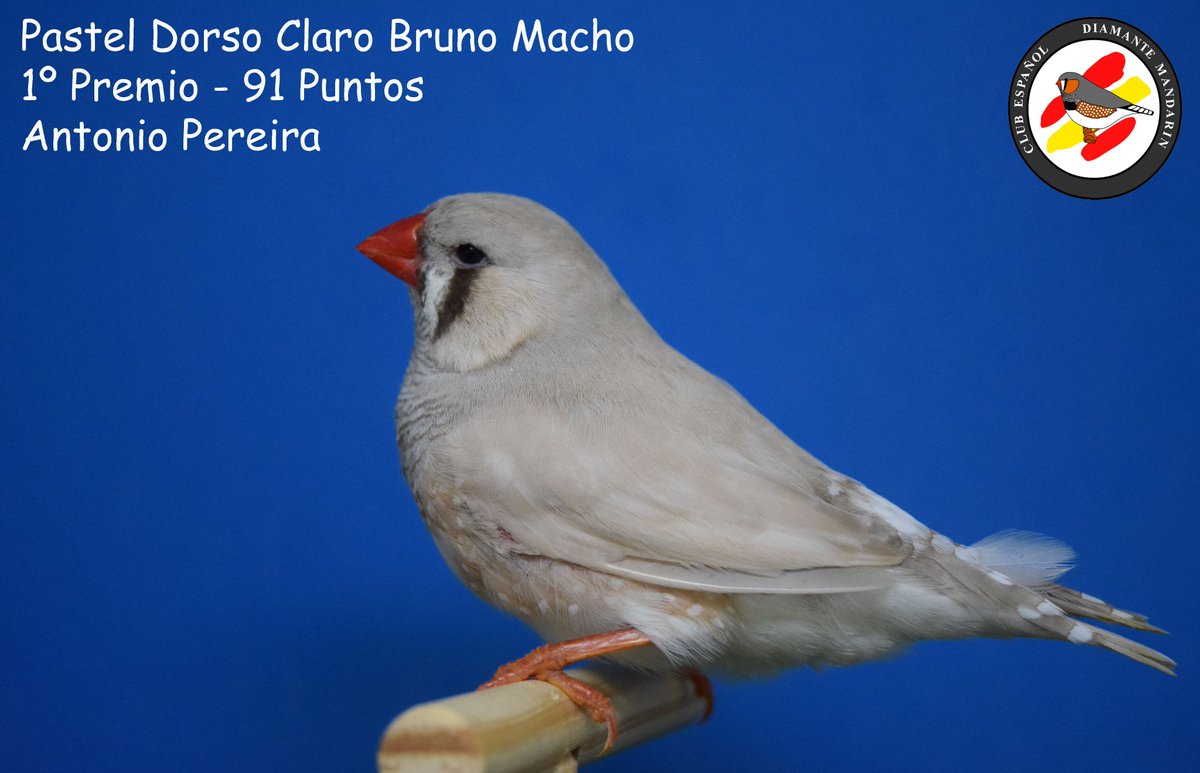 CEDMandarin's tweet photo. #zebrafinch @CEDMandarin #zebravinken #pastel #blackface #lightback #blackbreast #orangebreast #diamantemandarin https://t.co/kAw8zVhyGA