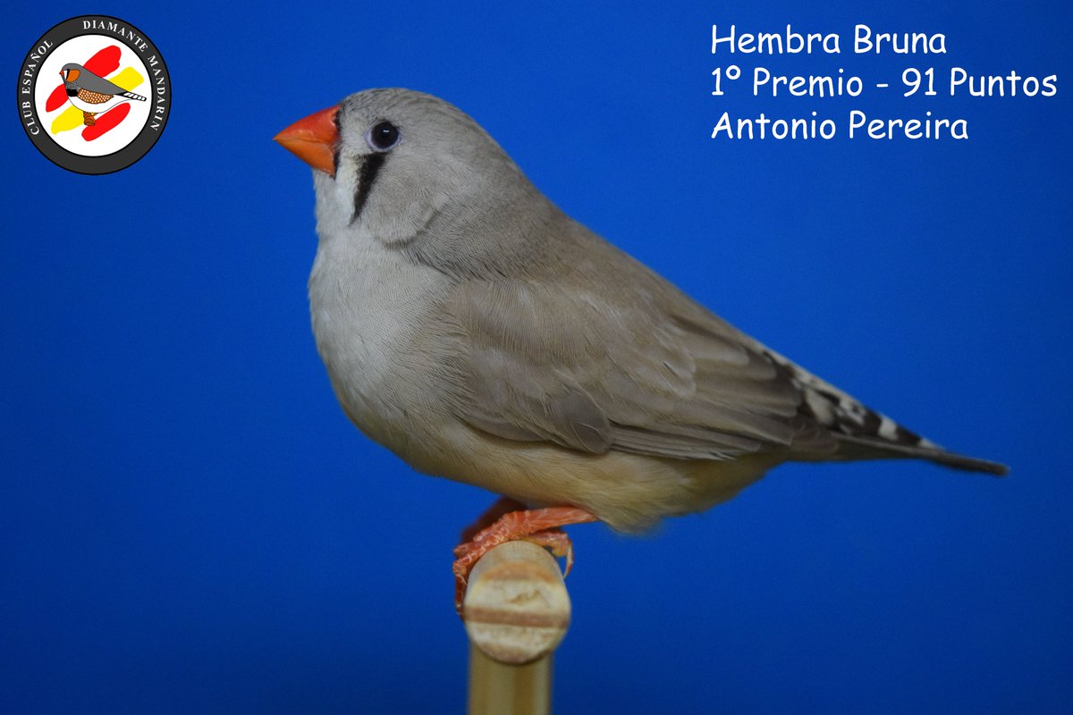 CEDMandarin's tweet photo. #zebrafinch @CEDMandarin #zebravinken #pastel #blackface #lightback #blackbreast #orangebreast #diamantemandarin https://t.co/kAw8zVhyGA