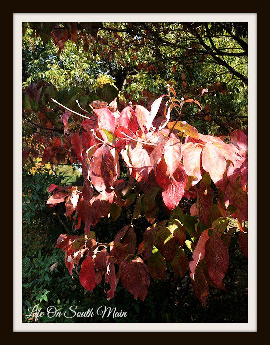 LifeOnSouthMain's tweet photo. loving autumn!! https://t.co/3yDkNqaOQX