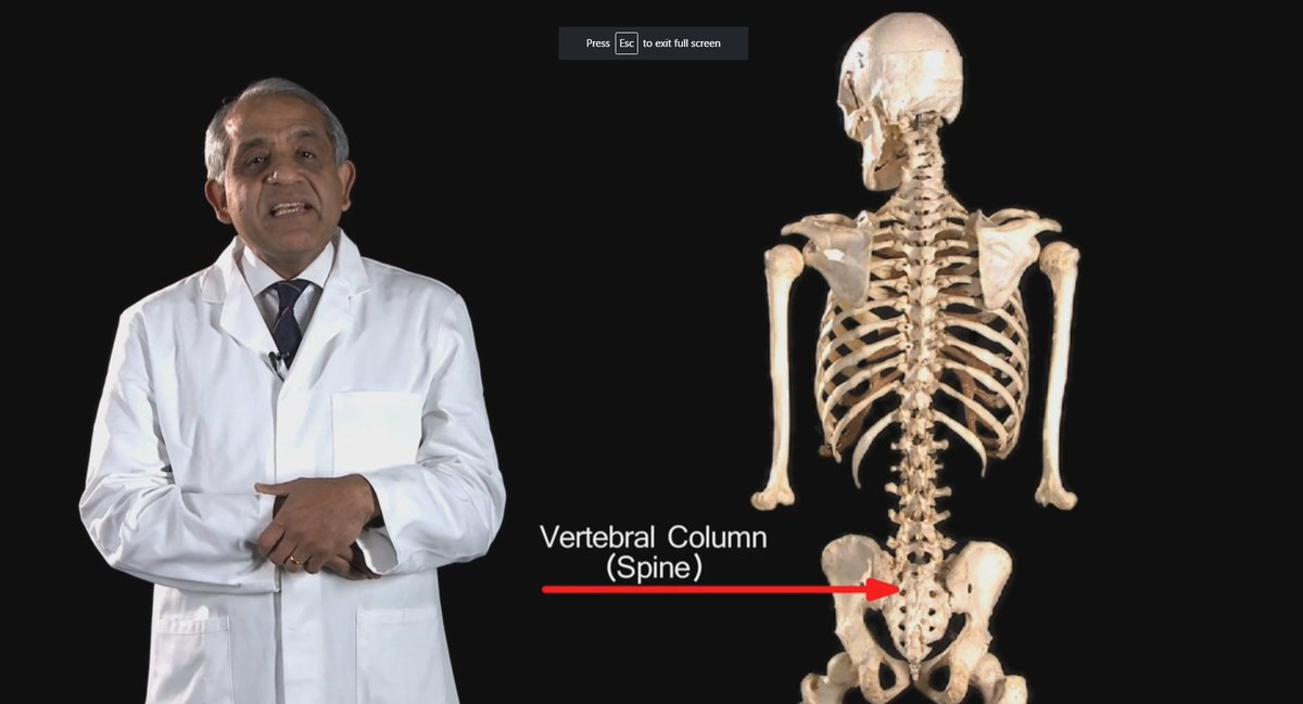 RCSnews's tweet photo. A new video set about the thorax was added to the #funkyprofessor video series today. Learn anatomy the funky way: https://t.co/koh7f6Op1G https://t.co/VfjeTM0ICZ