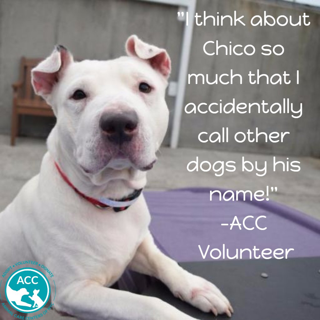 2336 linden blvd animal shelter