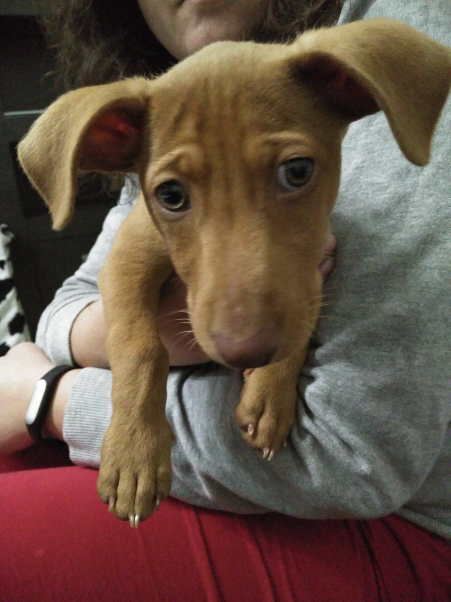 johnsegador's tweet photo. ESCRIBE UN TWEET CON #TwitterForGood Y UN ANIMAL ABANDONADO TENDRÁ COMIDA POR UN DIA!! https://t.co/FFxlSnpNul