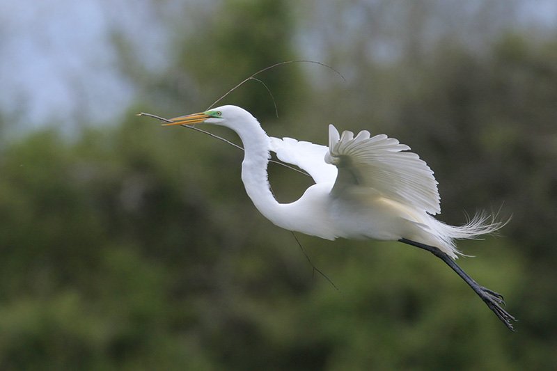 Great Egret-flight-Texas http://www.texastargetbirds.com/ .