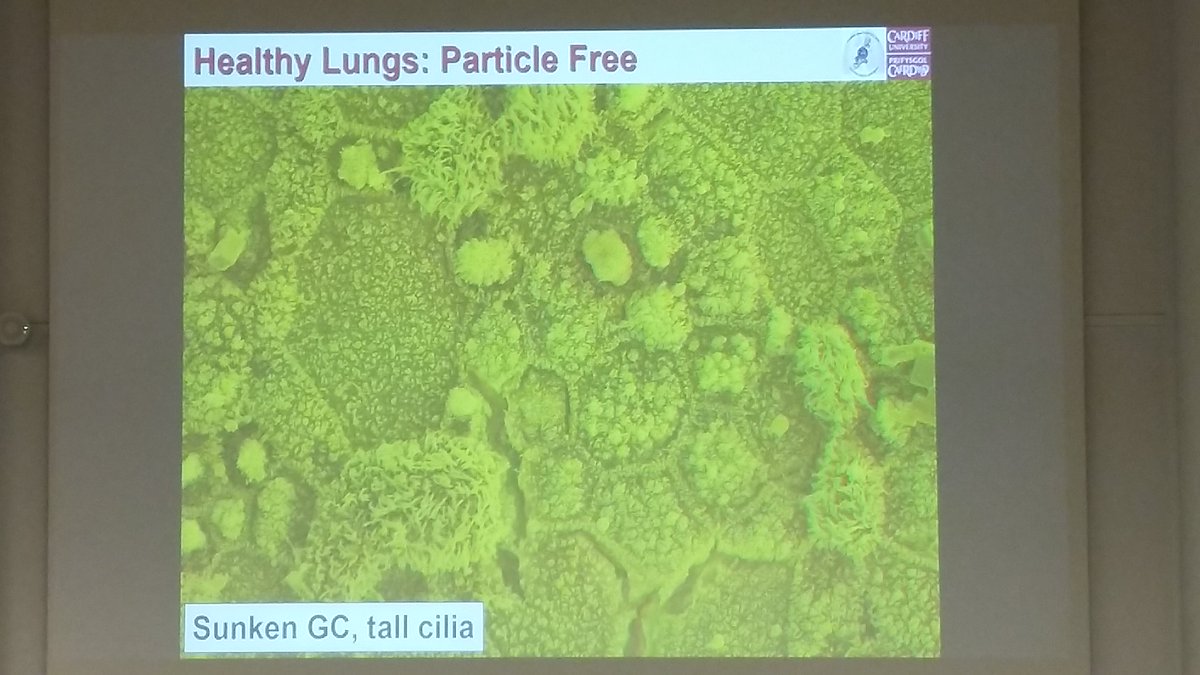 KatjaValkeapaa's tweet image. &quot;#Lungmodels derived from #HumanMedicalWasteTissues are viable alternatives to avoid using animals&quot; by #KellyBéruBé #THL #UEF #REMEDIAL #3Rs