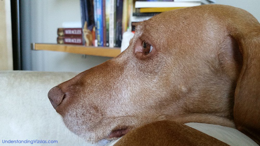 VizslaFun's tweet photo. Wordless Wednesday: Lulu https://t.co/negzTRLObs https://t.co/yXT89weoEY