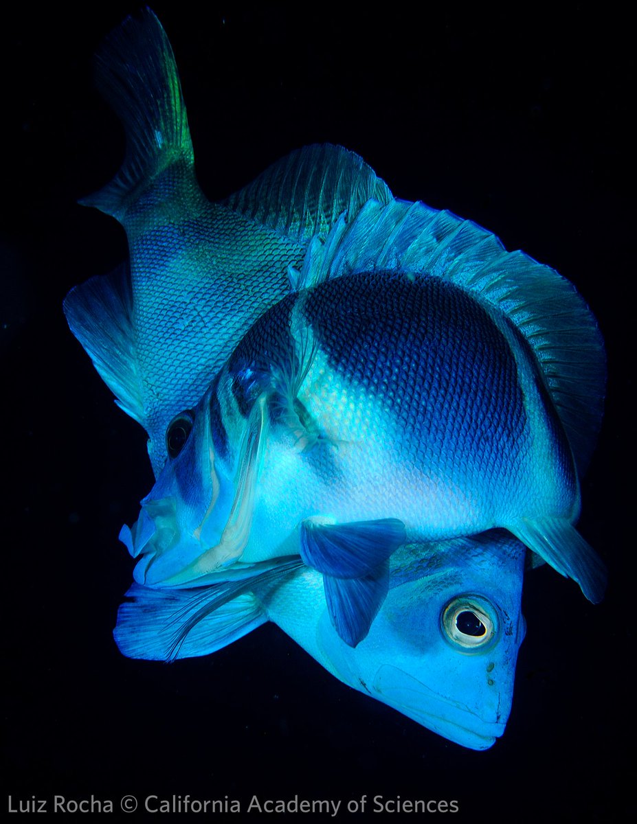 Love is in the air... Did you know that hamlets are simultaneous hermaphrodites? Yes, male and female at the same time! #OceanInspiration