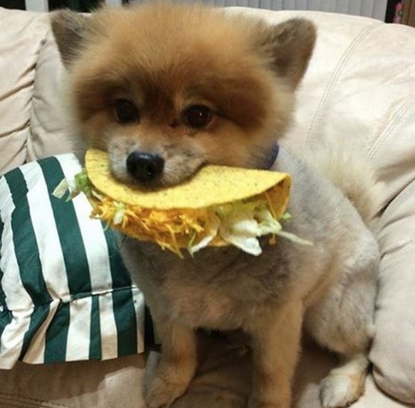 TheEllenShow's tweet image. This is for everyone who’s not ready to taco bout it.