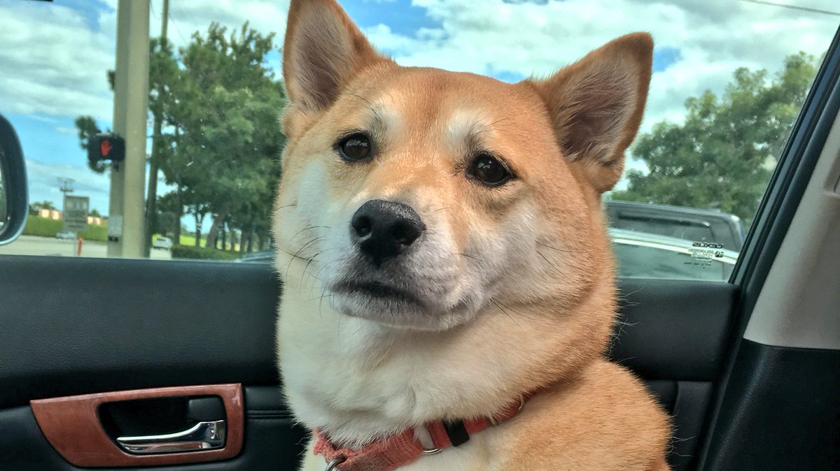 Sign up to have your #pet organization added to our database for free!

leashyourself.com/add-an-organiz…

#startup #tech #adoption #dogs #website