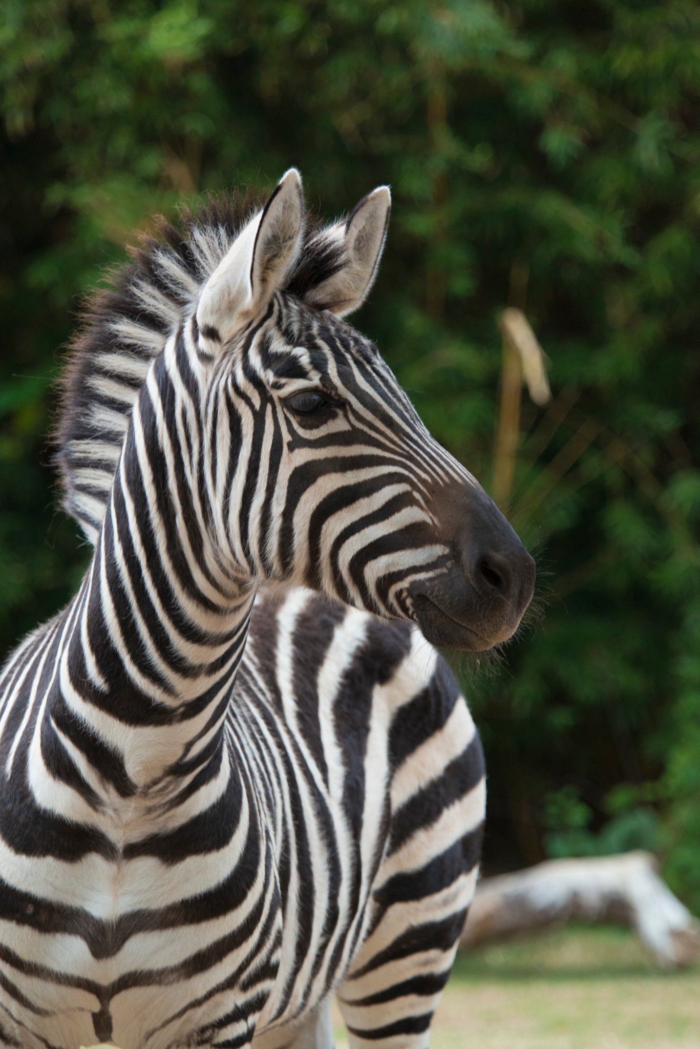 Houston Zoo on Twitter: "There may only be three types of species of #