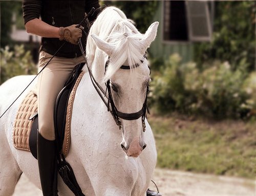 الشوق خيل وطاري الشوق خيّال
خيل المحبة للمحبين تجري
.
شوق الغلا جامح وللخل ميّال
لاهب نسناس المحبين عذري 💜