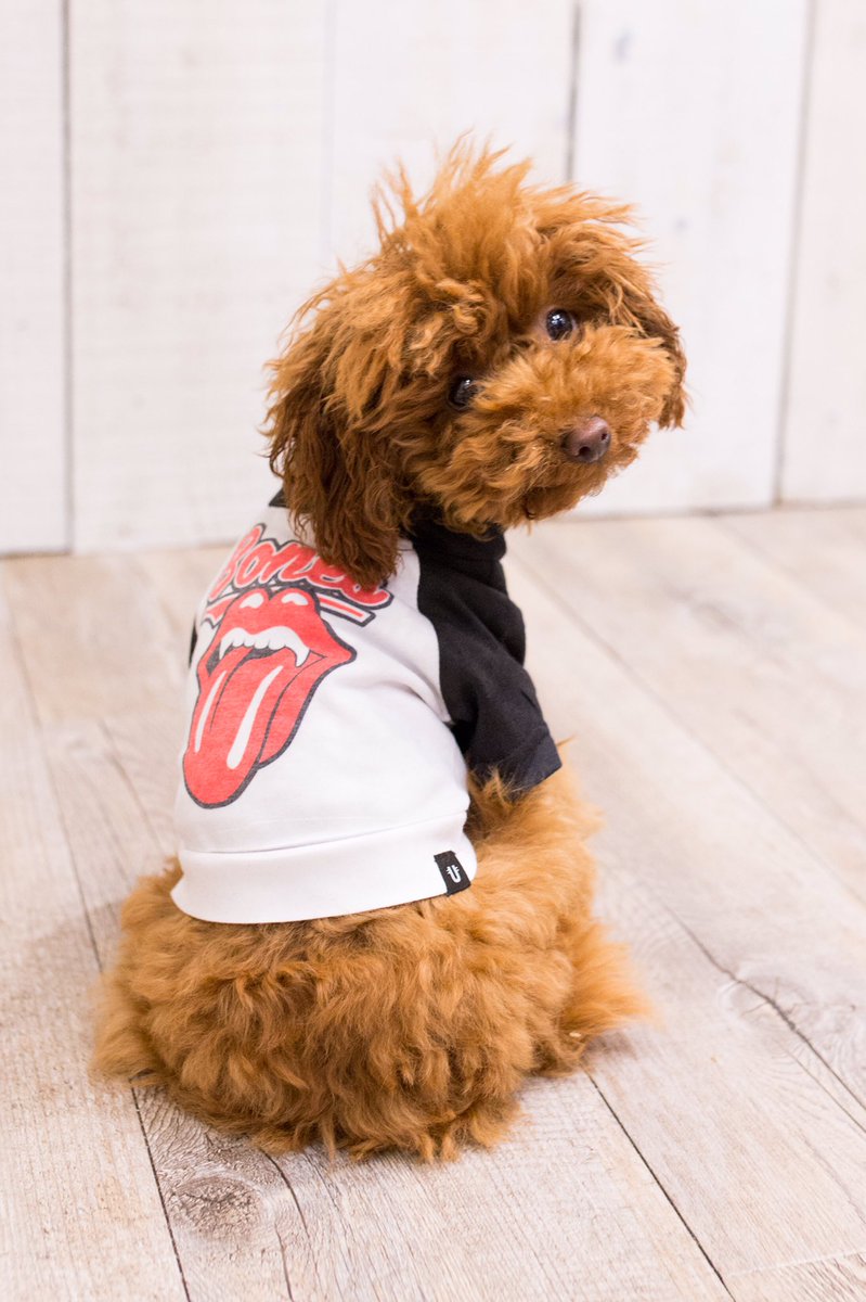kedama_melb's tweet photo. 👅・
・
・
・
・
・
#pethauspack #pethaus #rock #dogmodel #プードル #トイプードル #toypoodle #redtoypoodle #tinypoodle #teacuppoodle #dogsoftwitter https://t.co/BIS1BPHtO7