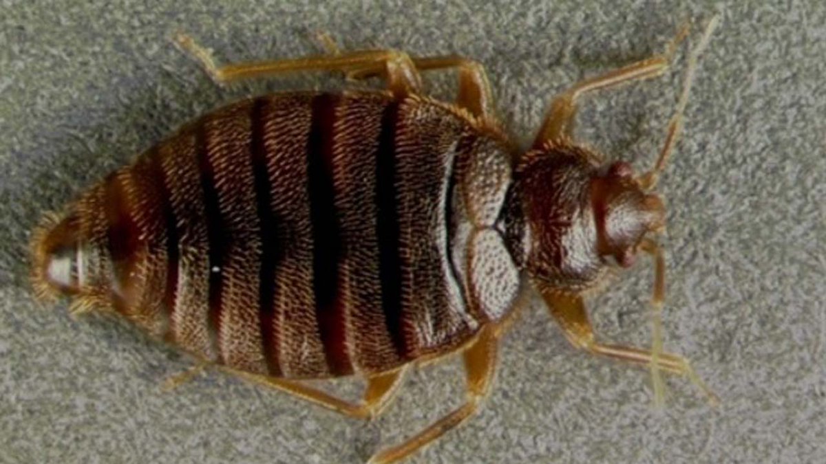 They're back! Tropical bed bug found in Florida after 60-year absence bit.ly/2eM2IYw?utm_me… https://t.co/a7pYDxOpbv