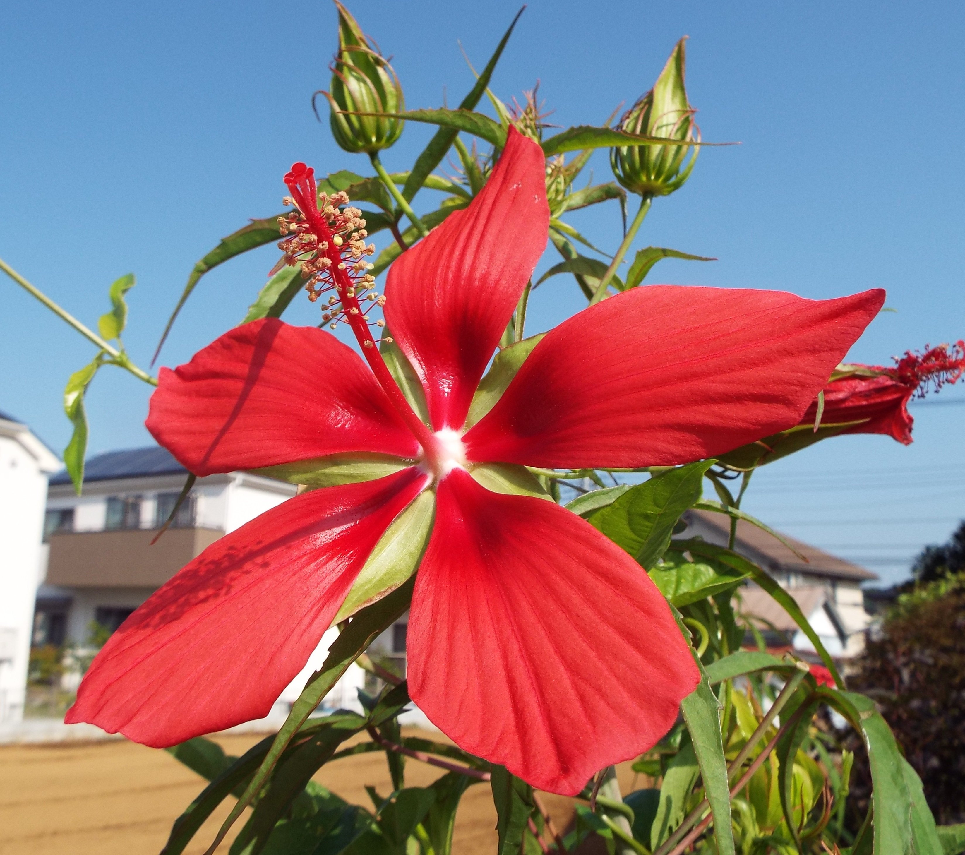 توییتر いりちゃん 花と月に魅せられて در توییتر おはようございます きょう11月10日の誕生花はモミジアオイ 花言葉 温和 穏やかさ 優しさ 努力の賜物 やフヨウ 花言葉 繊細な美 しとやかな恋人 熱い思い 心変わり 微妙な美しさ 幸せの再来