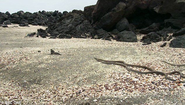 planet earth snake escape planet earth snake escape