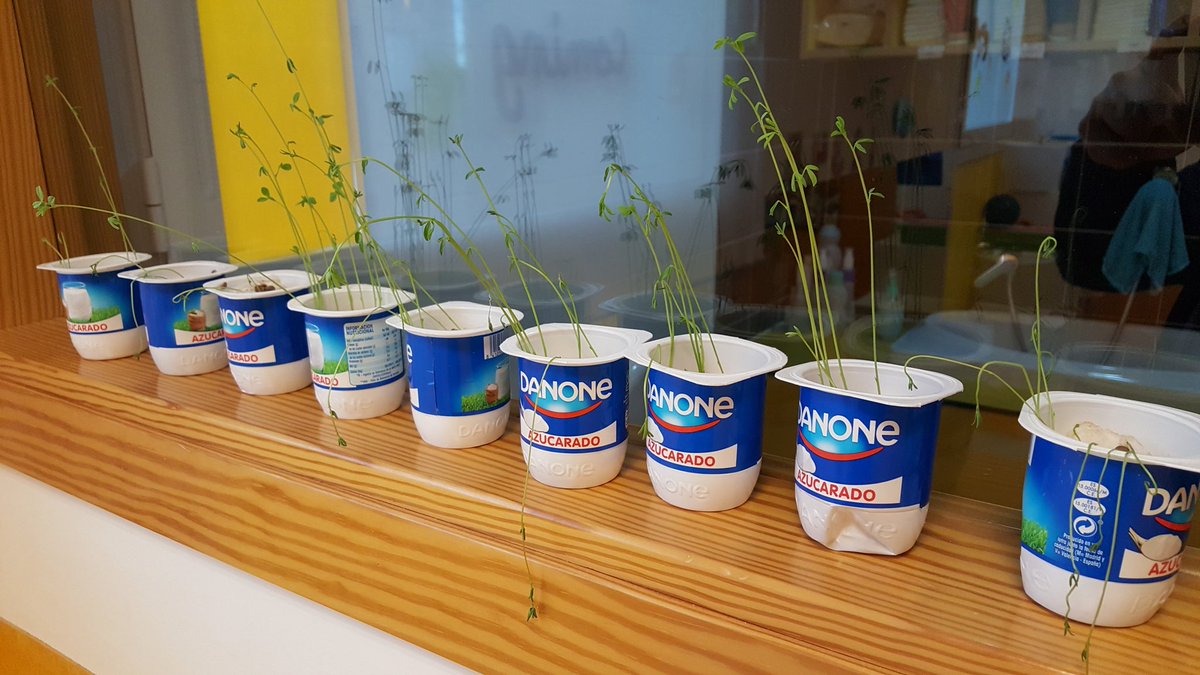 teacherpaloma's tweet photo. @Novaschool_es @SilviaPalomoCis Our plants are growing! It's great! #MalagaCentro #proyectoDIY #1yo @mcranea @psubiri @mar_garmtnez https://t.co/0SPuVL1pqx