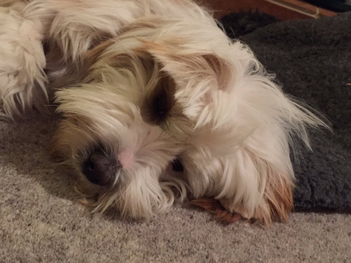 PaulaJaneDesign's tweet image. Feeling sleepy livvisleads.mysupadupa.com night night 😃😃x