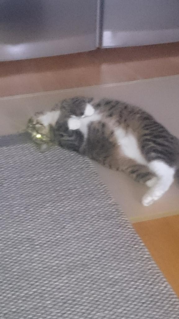dontcareiamacat's tweet photo. Mom was away so long, I almost starved too death!! #anhourlate #caughtintraffic #screaming #willneverheartheendofit #catsrule #latedinner https://t.co/icD6gzhCh9