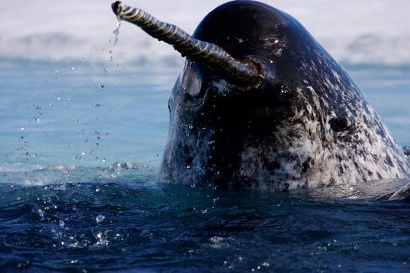 poochweasel's tweet photo. @Aardvarkface I have a Narwhal. He's not cheery but he is quite stabby and easily biddable... #Neville #imaginarymenagerie #possiblesolution https://t.co/nYK4Rt8DWC