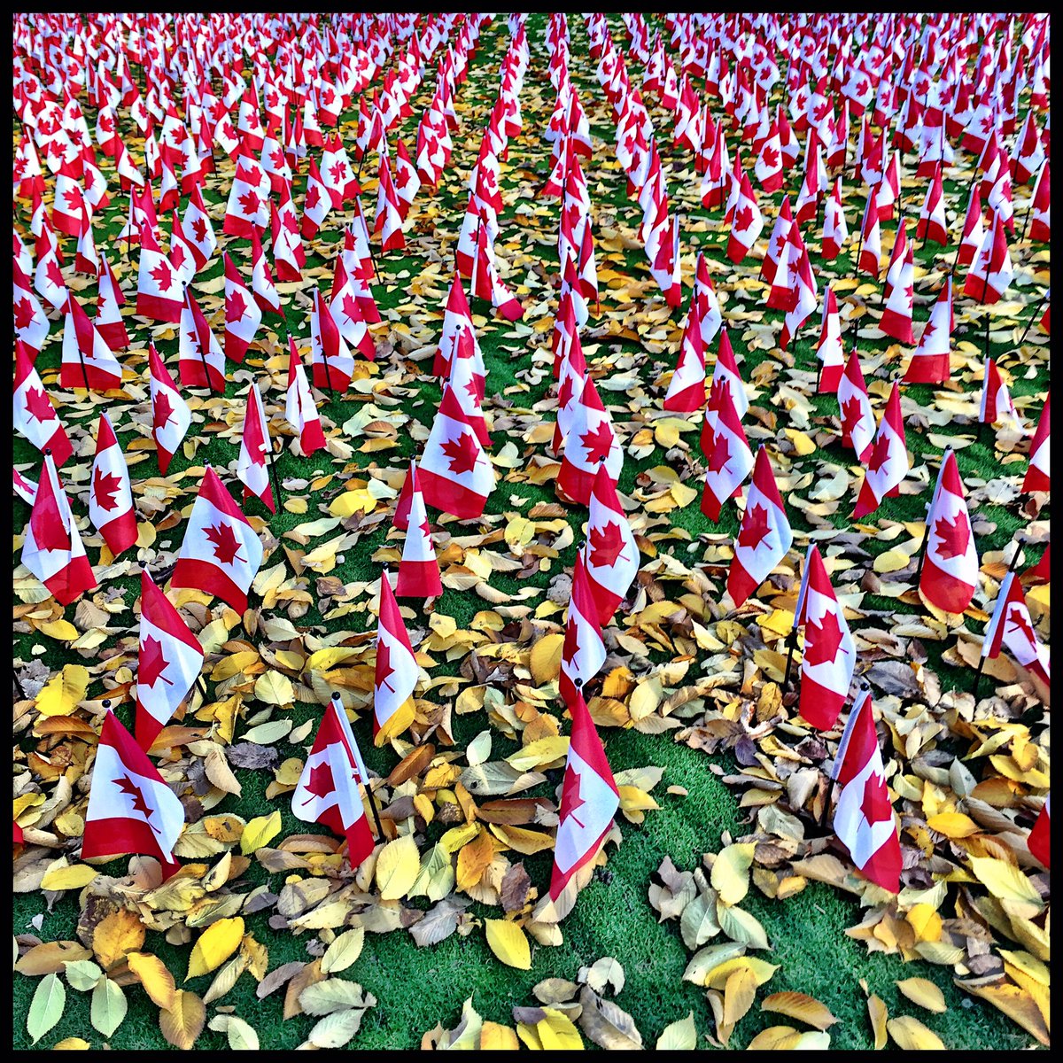 Rod1979D's tweet image. The Fallen