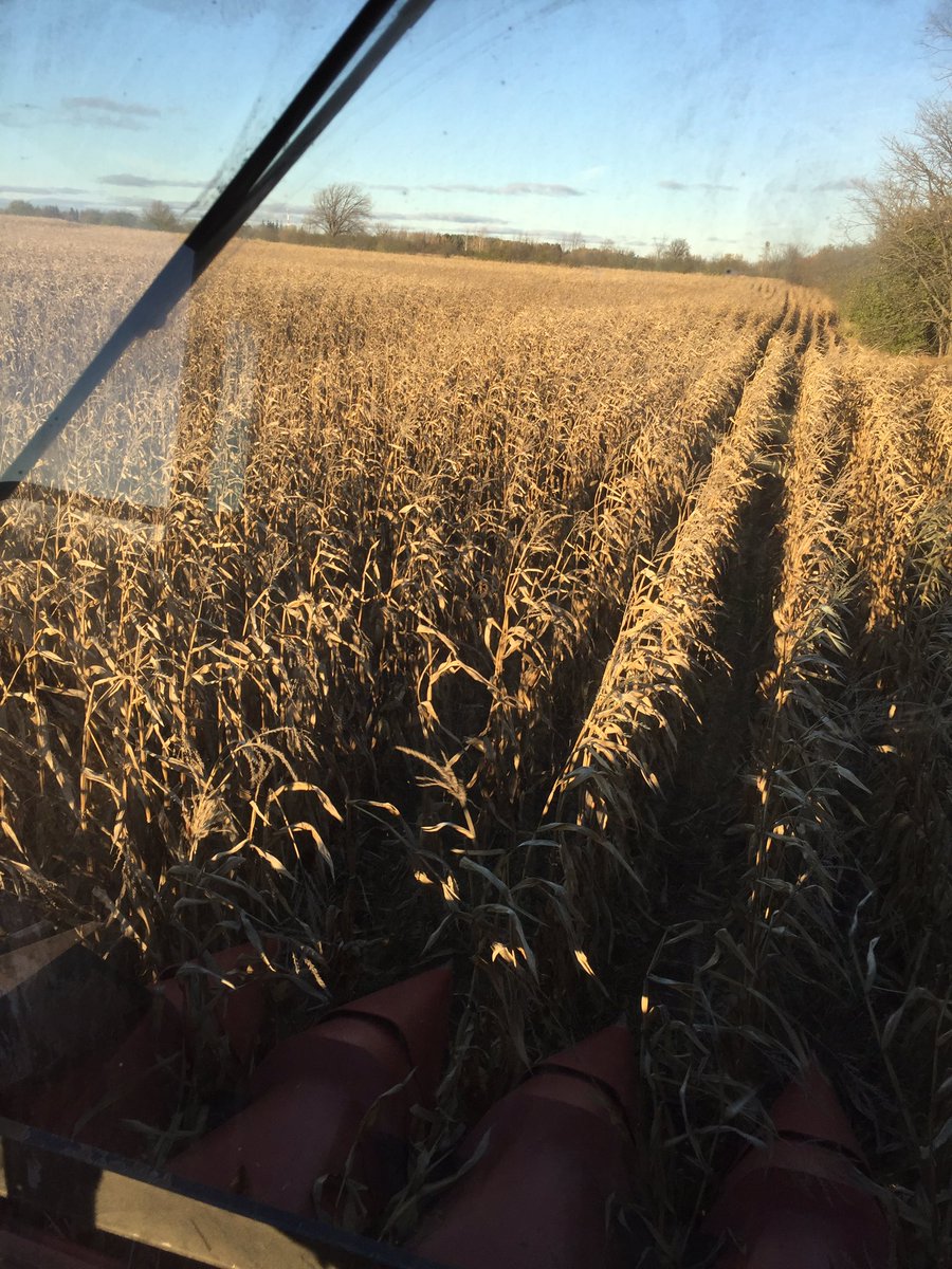 _PiercroftFarms's tweet photo. Back half https://t.co/9mevFpawMD