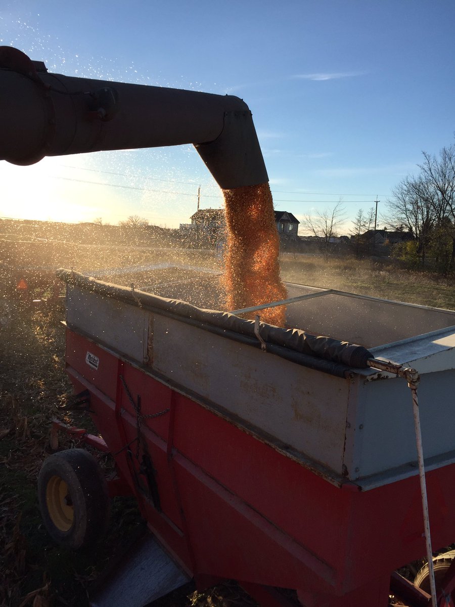 _PiercroftFarms's tweet photo. Getting the last field of corn off.   #harvest16 #notiles #grassrunways #caseih #cityfarming #maizex https://t.co/ApS3nyizE9