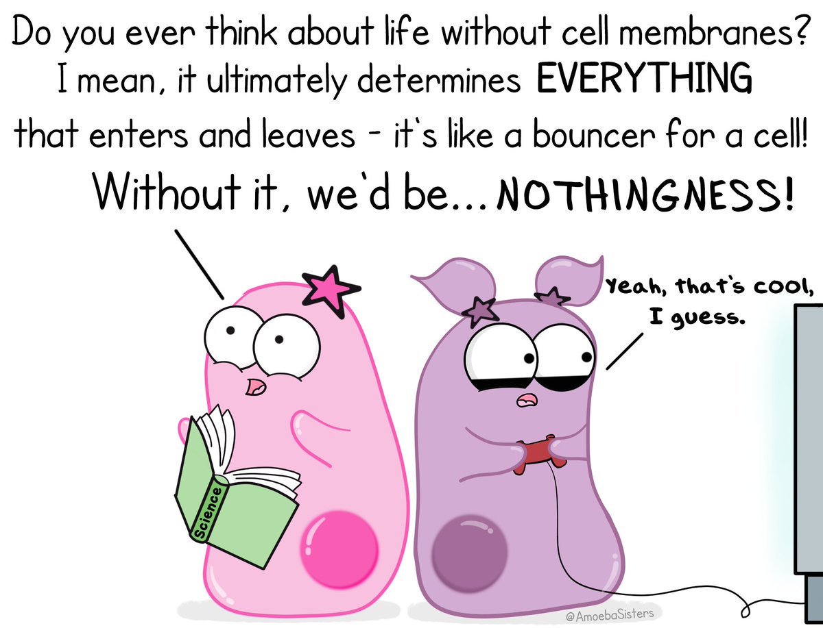 PlasMem4Pres's tweet photo. VOTE CELL MEMBRANE FOR PRESIDENT 2016! #plasmem4pres #MTAOrganelleWars @woodsidebiology https://t.co/YOi0PCHDUf