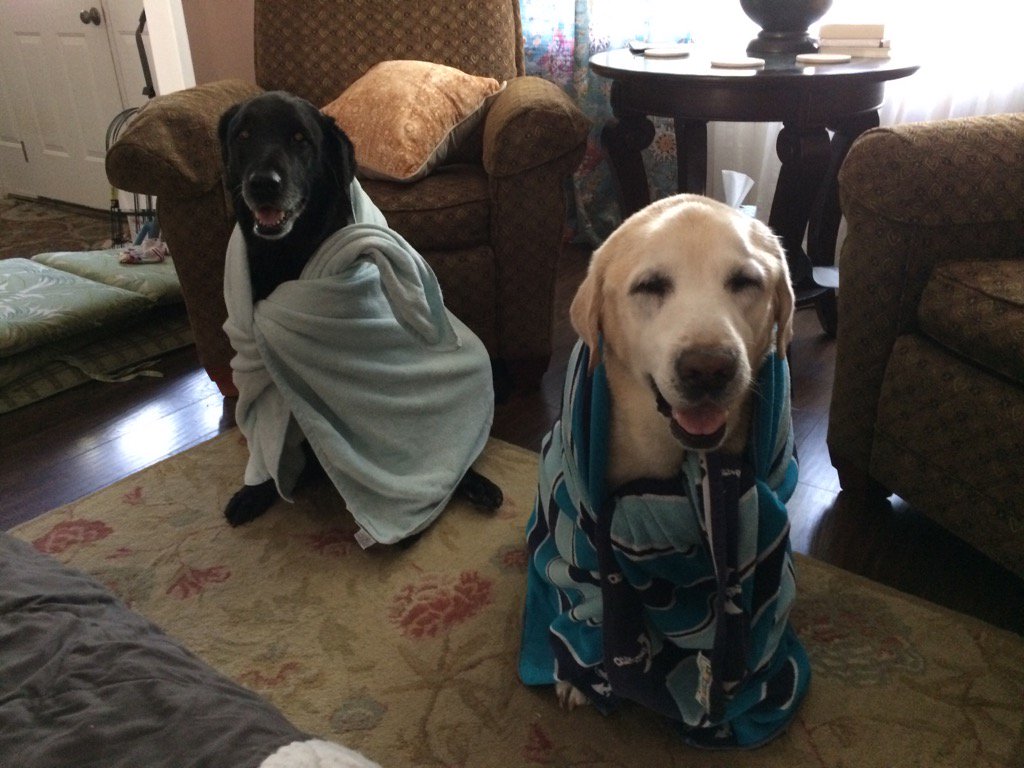 Inkgrrl stands with Ukraine🖋️📚🐕🐀 tweet media