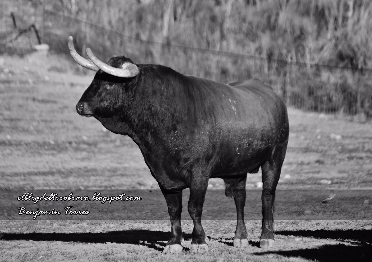 Orgullo ibarreño. Visagrita-73 g3. Atentos a este tacazo.