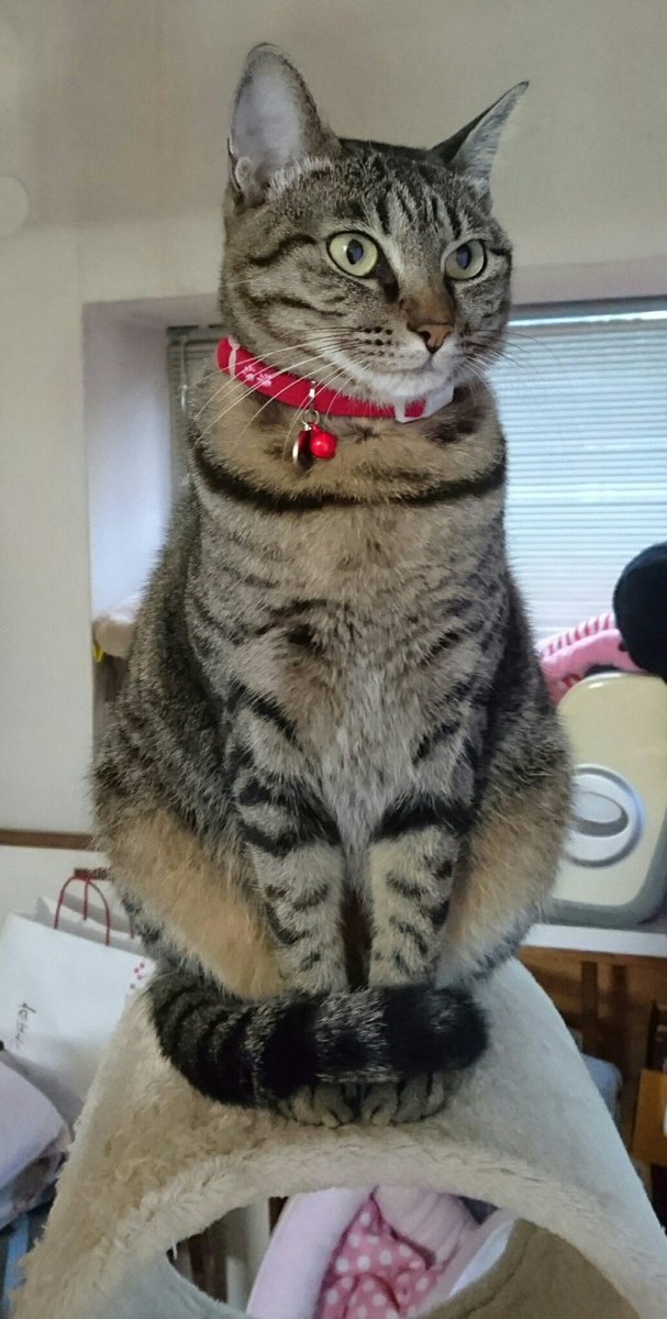 寒くなってきたニャ 猫さんたちのしっぽマフラーが発動される季節になりました Togetter 寒くなってきたニャ 猫さんたちのしっぽマフラーが発動される季節になりました Togetter