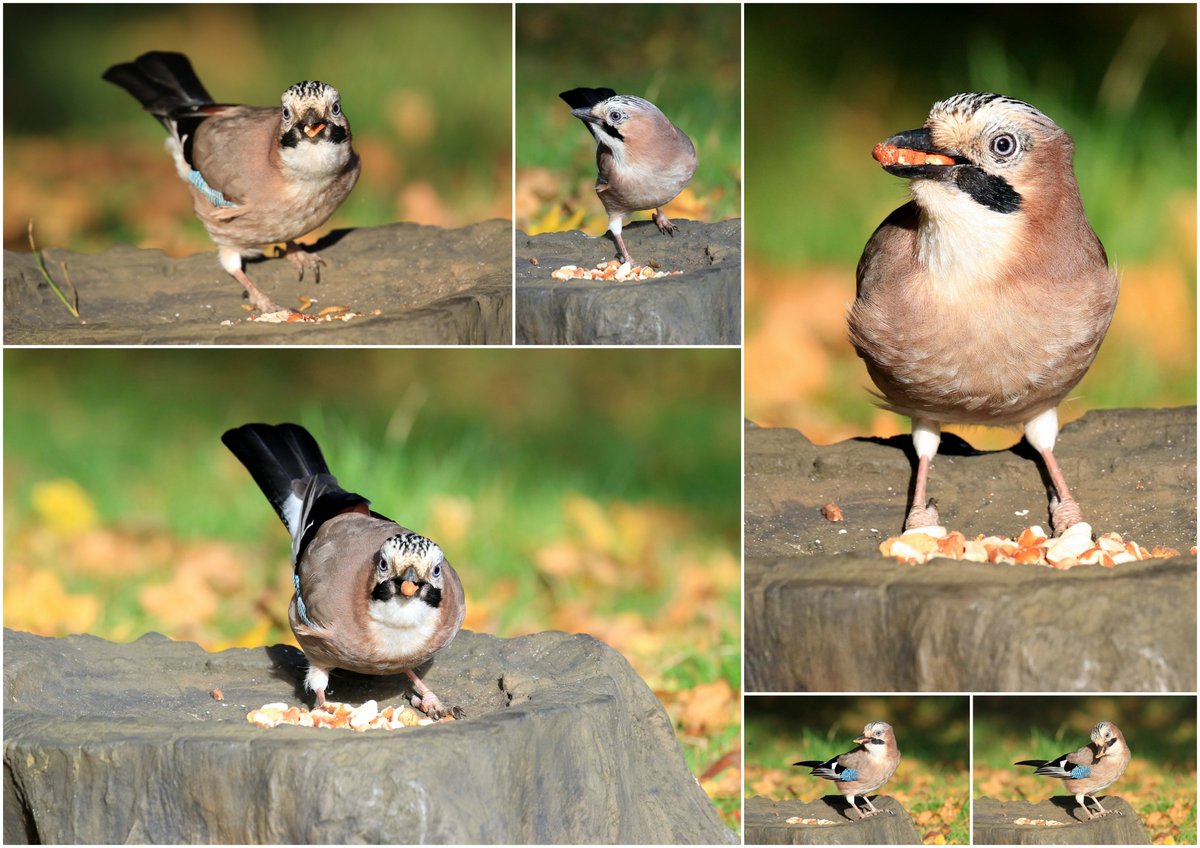 JD_Photographs's tweet photo. @BBCCountryfile Jays enjoying the peanuts #hungry #storingforwinter https://t.co/TUztXB8fQV