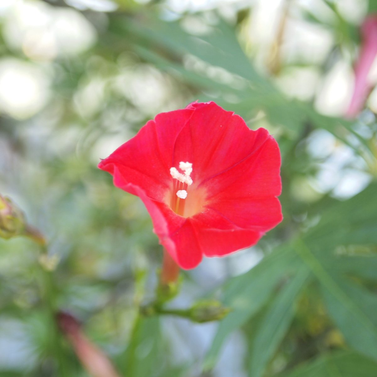 ハゴロモルコウソウ